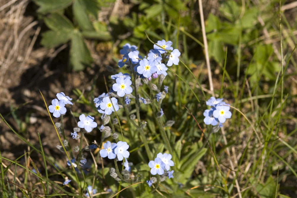 Myosotis... 